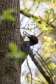 Ime datoteke=Crna_zolna_Black_woodpecker_11.jpg
Velikost datoteke=312KB
Dimenzija=600x900
Datum objave=06.12.2020 Crna_zolna_Black_woodpecker_11.jpg