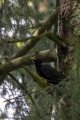 Ime datoteke=Crna_zolna_Black_woodpecker_13.jpg
Velikost datoteke=286KB
Dimenzija=600x900
Datum objave=02.04.2024 Crna_zolna_Black_woodpecker_13.jpg
