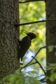 Ime datoteke=Crna_zolna_Black_woodpecker_15.jpg
Velikost datoteke=272KB
Dimenzija=600x900
Datum objave=02.04.2024 Crna_zolna_Black_woodpecker_15.jpg