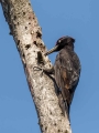 Ime datoteke=Crna_zolna_Black_woodpecker_16.jpg
Velikost datoteke=271KB
Dimenzija=675x900
Datum objave=02.04.2024 Crna_zolna_Black_woodpecker_16.jpg