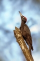 Ime datoteke=Crna_zolna_Black_woodpecker_18.jpg
Velikost datoteke=195KB
Dimenzija=600x900
Datum objave=02.04.2024 Crna_zolna_Black_woodpecker_18.jpg
