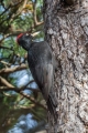 Ime datoteke=Crna_zolna_Black_woodpecker_19.jpg
Velikost datoteke=349KB
Dimenzija=600x900
Datum objave=24.06.2024 Crna_zolna_Black_woodpecker_19.jpg