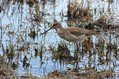 Ime datoteke=Crni_martinec_Spotted_redshank_Tringa_erythropus_Kljunaci_Scolopacidae_03.jpg
Velikost datoteke=172KB
Dimenzija=800x533
Datum objave=19.10.2009 Crni_martinec_Spotted_redshank_Tringa_erythropus_Kljunaci_Scolopacidae_03.jpg