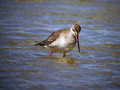 Ime datoteke=Crni_martinec_Spotted_redshank_Tringa_erythropus_Kljunaci_Scolopacidae_06.jpg
Velikost datoteke=132KB
Dimenzija=800x600
Datum objave=08.11.2010 Crni_martinec_Spotted_redshank_Tringa_erythropus_Kljunaci_Scolopacidae_06.jpg