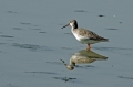 Ime datoteke=Crni_martinec_Spotted_redshank_Tringa_erythropus_Kljunaci_Scolopacidae_07.jpg
Velikost datoteke=246KB
Dimenzija=850x566
Datum objave=19.04.2012 Crni_martinec_Spotted_redshank_Tringa_erythropus_Kljunaci_Scolopacidae_07.jpg