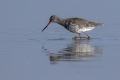 Ime datoteke=Crni_martinec_Spotted_redshank_Tringa_erythropus_Kljunaci_Scolopacidae_08.jpg
Velikost datoteke=172KB
Dimenzija=900x600
Datum objave=20.06.2019 Crni_martinec_Spotted_redshank_Tringa_erythropus_Kljunaci_Scolopacidae_08.jpg