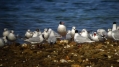 Crnoglavi_galeb_Mediterranean_gull_Larus_melanocephalus_Galebi_Laridae_04.jpg