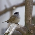 Ime datoteke=Crnoglavka_Blackcap_06.jpg
Velikost datoteke=230KB
Dimenzija=700x700
Datum objave=09.04.2014 Crnoglavka_Blackcap_06.jpg