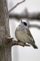 Ime datoteke=Crnoglavka_Blackcap_07.jpg
Velikost datoteke=280KB
Dimenzija=600x900
Datum objave=12.05.2012 Crnoglavka_Blackcap_07.jpg