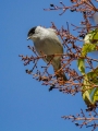 Ime datoteke=Crnoglavka_Blackcap_08.jpg
Velikost datoteke=286KB
Dimenzija=678x900
Datum objave=07.09.2013 Crnoglavka_Blackcap_08.jpg