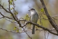 Ime datoteke=Crnoglavka_Blackcap_11.jpg
Velikost datoteke=260KB
Dimenzija=1000x667
Datum objave=04.07.2014 Crnoglavka_Blackcap_11.jpg