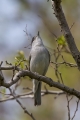 Ime datoteke=Crnoglavka_Blackcap_12.jpg
Velikost datoteke=214KB
Dimenzija=600x900
Datum objave=01.09.2014 Crnoglavka_Blackcap_12.jpg