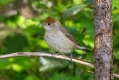 Ime datoteke=Crnoglavka_Blackcap_13.jpg
Velikost datoteke=286KB
Dimenzija=1000x667
Datum objave=23.11.2014 Crnoglavka_Blackcap_13.jpg