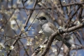 Ime datoteke=Crnoglavka_Blackcap_14.jpg
Velikost datoteke=300KB
Dimenzija=900x600
Datum objave=23.09.2015 Crnoglavka_Blackcap_14.jpg