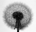 Cvet_regrata_02.jpg