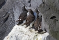 Debelokljuna_lumna_Brunnichs_Guillemont_Uria_lomvia_Njorke_Alcidae_01.jpg