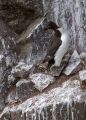 Ime datoteke=Debelokljuna_lumna_Brunnichs_Guillemont_Uria_lomvia_Njorke_Alcidae_02.jpg
Velikost datoteke=415KB
Dimenzija=652x900
Datum objave=22.06.2017 Debelokljuna_lumna_Brunnichs_Guillemont_Uria_lomvia_Njorke_Alcidae_02.jpg