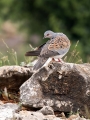 Ime datoteke=Divja_grlica_Turtle_dove_14.jpg
Velikost datoteke=376KB
Dimenzija=675x900
Datum objave=28.03.2017 Divja_grlica_Turtle_dove_14.jpg