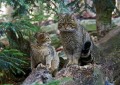 Divja_macka_wild_cat_05.jpg