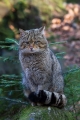 Divja_macka_wild_cat_09.jpg