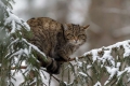Divja_macka_wild_cat_11.jpg