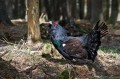 Ime datoteke=Divji_petelin_Capercaillie_05.jpg
Velikost datoteke=154KB
Dimenzija=800x533
Datum objave=10.07.2011 Divji_petelin_Capercaillie_05.jpg