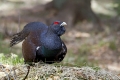Ime datoteke=Divji_petelin_Capercaillie_07.jpg
Velikost datoteke=353KB
Dimenzija=900x600
Datum objave=01.06.2012 Divji_petelin_Capercaillie_07.jpg