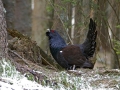 Ime datoteke=Divji_petelin_Capercaillie_10.jpg
Velikost datoteke=431KB
Dimenzija=900x675
Datum objave=09.09.2012 Divji_petelin_Capercaillie_10.jpg
