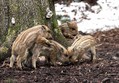 Ime datoteke=Divji_prasic_wild_boar_06.jpg
Velikost datoteke=169KB
Dimenzija=800x556
Datum objave=30.05.2010 Divji_prasic_wild_boar_06.jpg