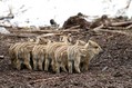 Divji_prasic_wild_boar_07.jpg