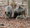 Divji_prasic_wild_boar_08.jpg