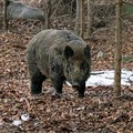 Divji_prasic_wild_boar_09.jpg