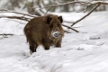 Divji_prasic_wild_boar_16.jpg