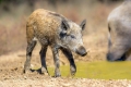 Divji_prasic_wild_boar_20.jpg