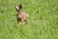 Ime datoteke=Divji_zajec_Rabbit_02.jpg
Velikost datoteke=276KB
Dimenzija=1000x667
Datum objave=23.03.2015 Divji_zajec_Rabbit_02.jpg