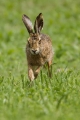 Ime datoteke=Divji_zajec_Rabbit_03~0.jpg
Velikost datoteke=190KB
Dimenzija=600x900
Datum objave=15.11.2015 Divji_zajec_Rabbit_03~0.jpg