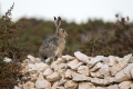 Ime datoteke=Divji_zajec_Rabbit_13.jpg
Velikost datoteke=276KB
Dimenzija=900x600
Datum objave=25.12.2016 Divji_zajec_Rabbit_13.jpg