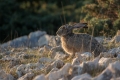 Ime datoteke=Divji_zajec_Rabbit_15.jpg
Velikost datoteke=242KB
Dimenzija=900x600
Datum objave=13.02.2017 Divji_zajec_Rabbit_15.jpg