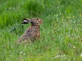 Ime datoteke=Divji_zajec_Rabbit_16.jpg
Velikost datoteke=396KB
Dimenzija=900x675
Datum objave=06.05.2018 Divji_zajec_Rabbit_16.jpg