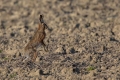 Ime datoteke=Divji_zajec_Rabbit_17.jpg
Velikost datoteke=302KB
Dimenzija=900x600
Datum objave=01.10.2018 Divji_zajec_Rabbit_17.jpg