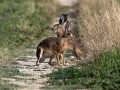 Ime datoteke=Divji_zajec_Rabbit_20.jpg
Velikost datoteke=356KB
Dimenzija=900x675
Datum objave=29.10.2018 Divji_zajec_Rabbit_20.jpg