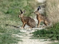 Ime datoteke=Divji_zajec_Rabbit_24.jpg
Velikost datoteke=357KB
Dimenzija=900x675
Datum objave=02.12.2018 Divji_zajec_Rabbit_24.jpg