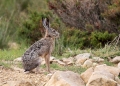 Ime datoteke=Divji_zajec_Rabbit_25.jpg
Velikost datoteke=356KB
Dimenzija=950x688
Datum objave=06.01.2019 Divji_zajec_Rabbit_25.jpg