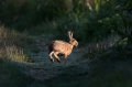 Ime datoteke=Divji_zajec_Rabbit_27.jpg
Velikost datoteke=210KB
Dimenzija=950x633
Datum objave=06.05.2018 Divji_zajec_Rabbit_27.jpg
