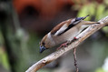 Ime datoteke=Dlesk_Hawfinch_17.jpg
Velikost datoteke=148KB
Dimenzija=800x533
Datum objave=30.05.2010 Dlesk_Hawfinch_17.jpg