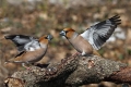 Dlesk_Hawfinch_22.jpg