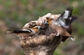 Ime datoteke=Dlesk_Hawfinch_24~0.jpg
Velikost datoteke=357KB
Dimenzija=950x633
Datum objave=21.11.2013 Dlesk_Hawfinch_24~0.jpg