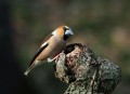Ime datoteke=Dlesk_Hawfinch_25.jpg
Velikost datoteke=98KB
Dimenzija=800x585
Datum objave=06.08.2011 Dlesk_Hawfinch_25.jpg