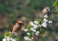 Ime datoteke=Dlesk_Hawfinch_26.jpg
Velikost datoteke=278KB
Dimenzija=800x579
Datum objave=06.06.2014 Dlesk_Hawfinch_26.jpg
