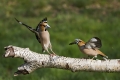 Ime datoteke=Dlesk_Hawfinch_27.jpg
Velikost datoteke=306KB
Dimenzija=900x600
Datum objave=19.06.2014 Dlesk_Hawfinch_27.jpg